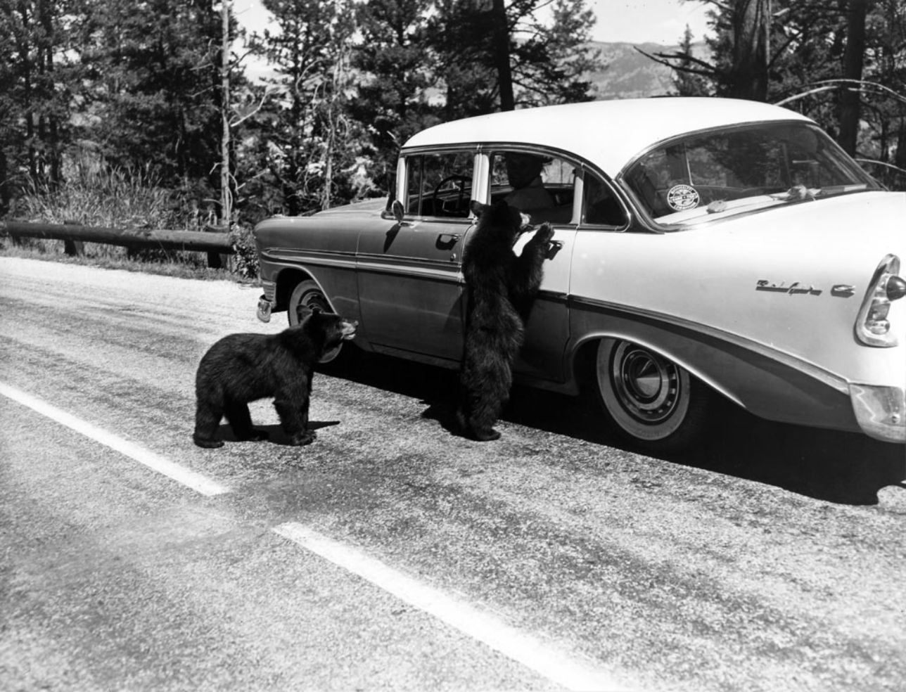 Bears beg for food, car, Yellowstone National Park, Wyoming