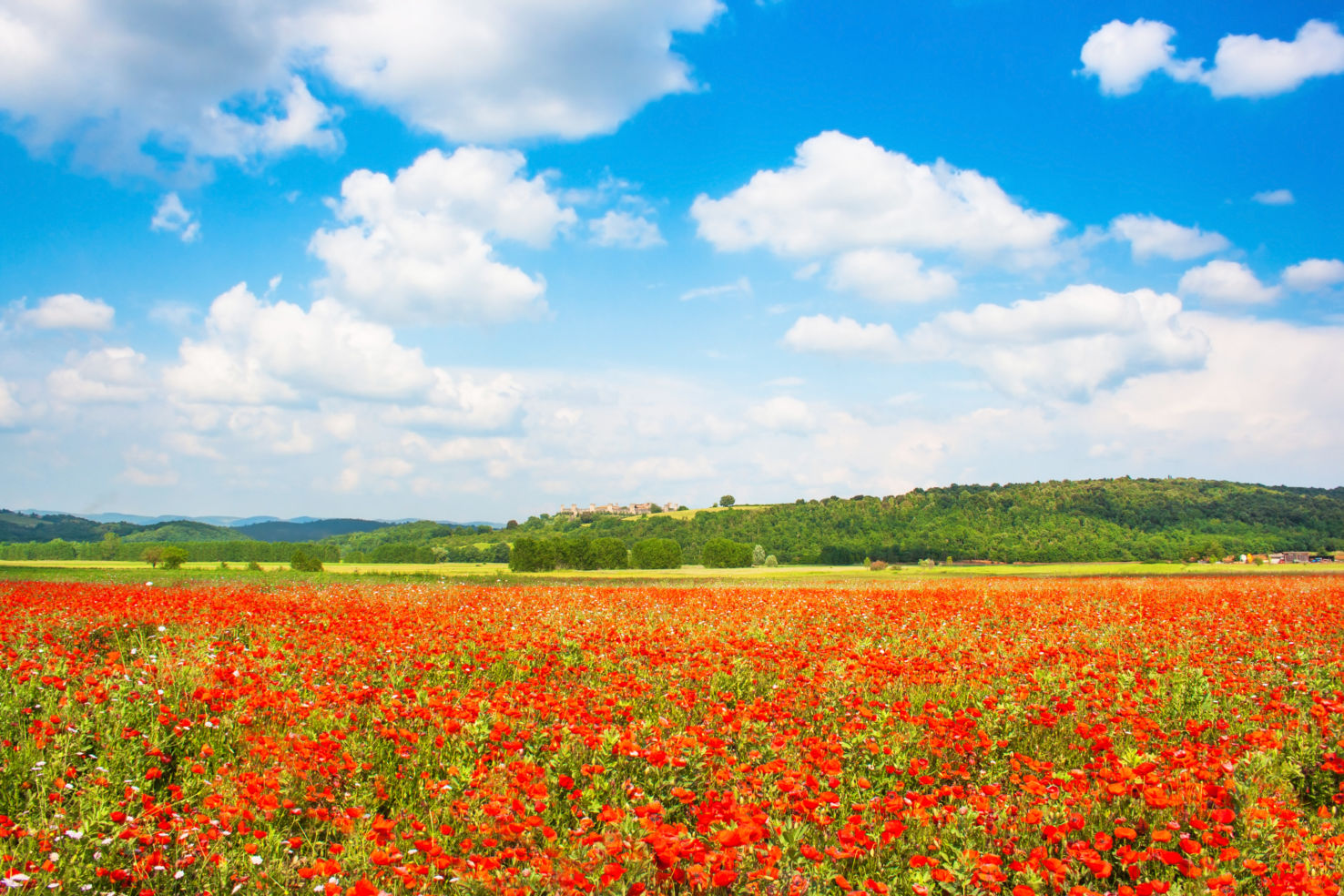 red poppy flowers, Monteriggioni, Tuscany, Italy