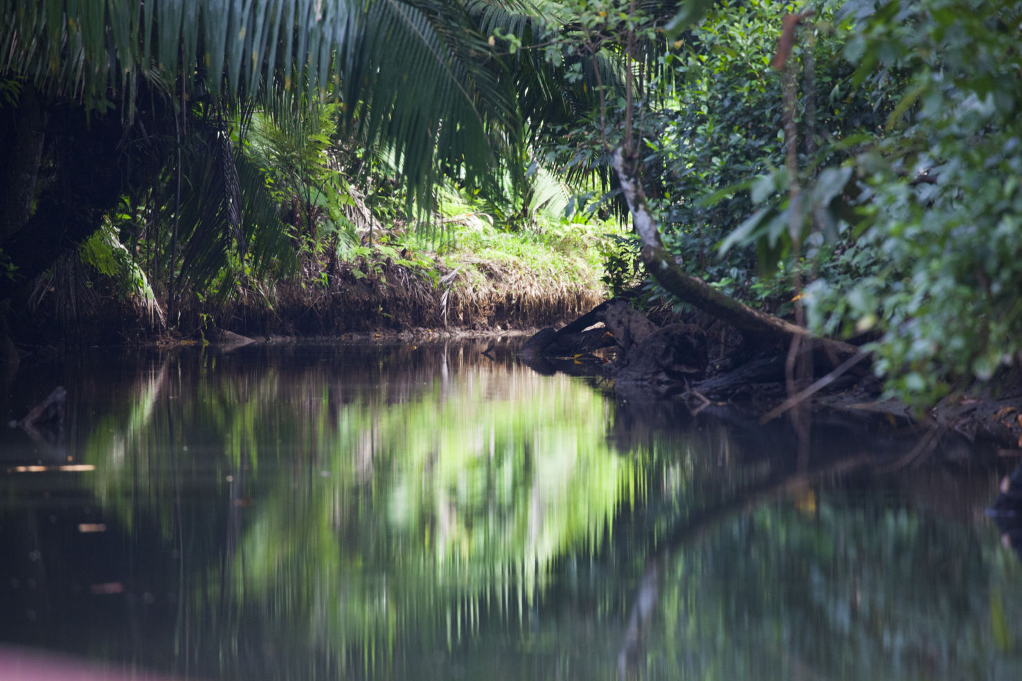 panama, bocas del toro, central america, caribbean, archipelago