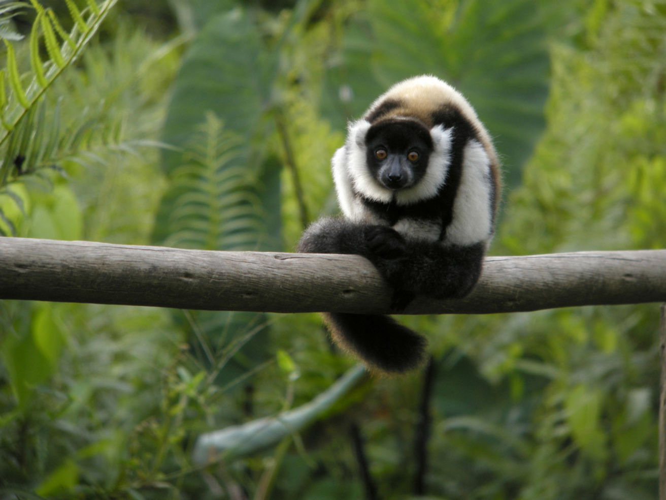 Madagascar