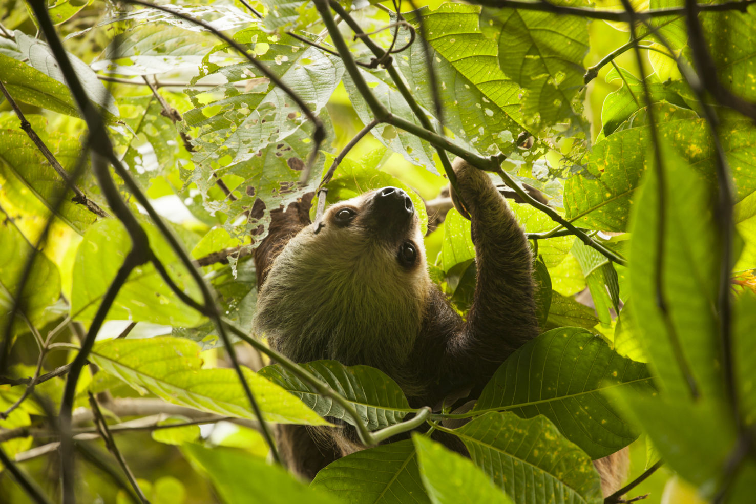 panama, bocas del toro, central america, caribbean, archipelago