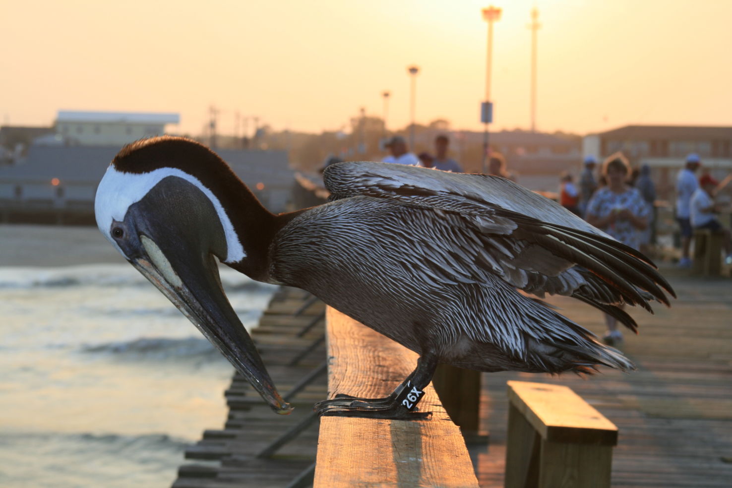 pelican, sunset, Kure Beach, North Carolina