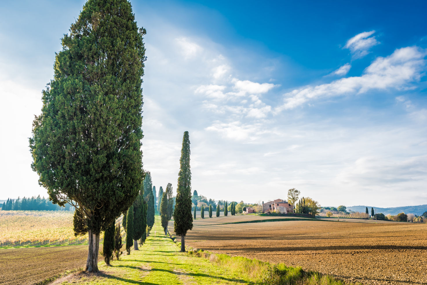 vineyard countryside, Lucignano, Tuscany, Italy