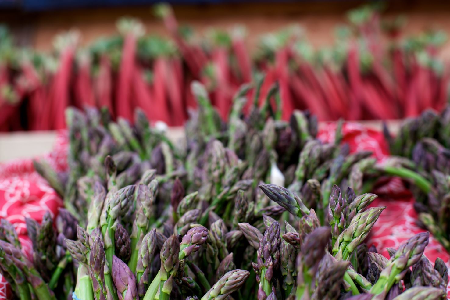 Asparagus, Rhubarb, downtown Portland Oregon farmers market, Park Blocks