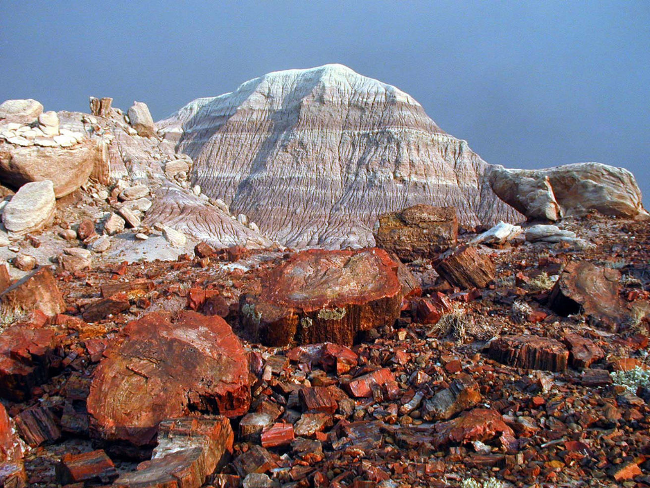 Petrified Forest National Park.