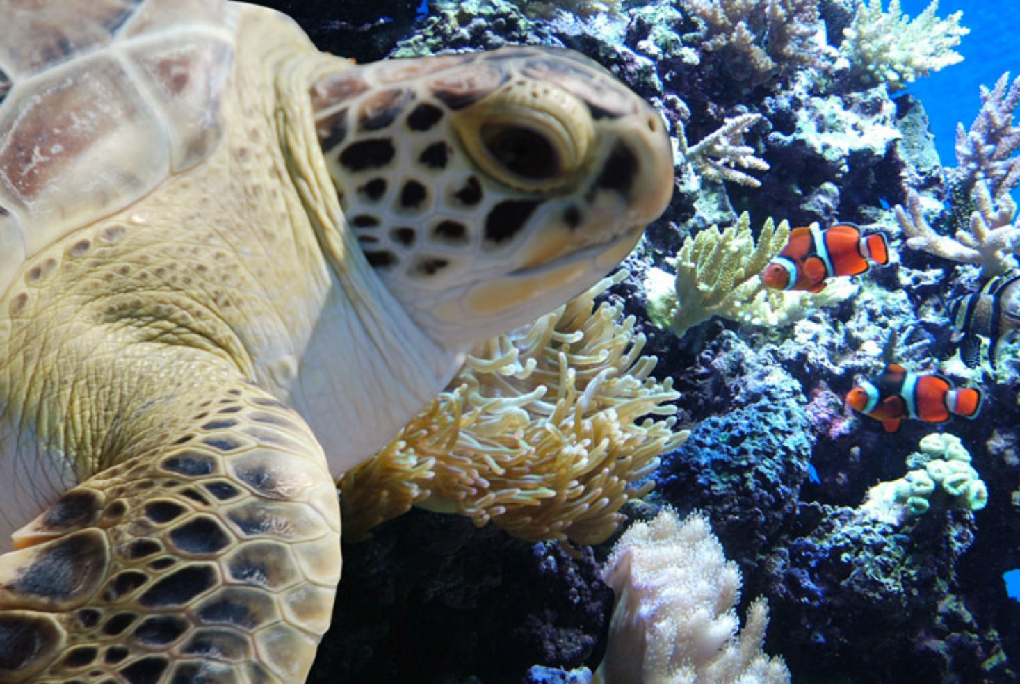 Sea Turtle, North Carolina Aquarium, Fort Fisher, Kure Beach