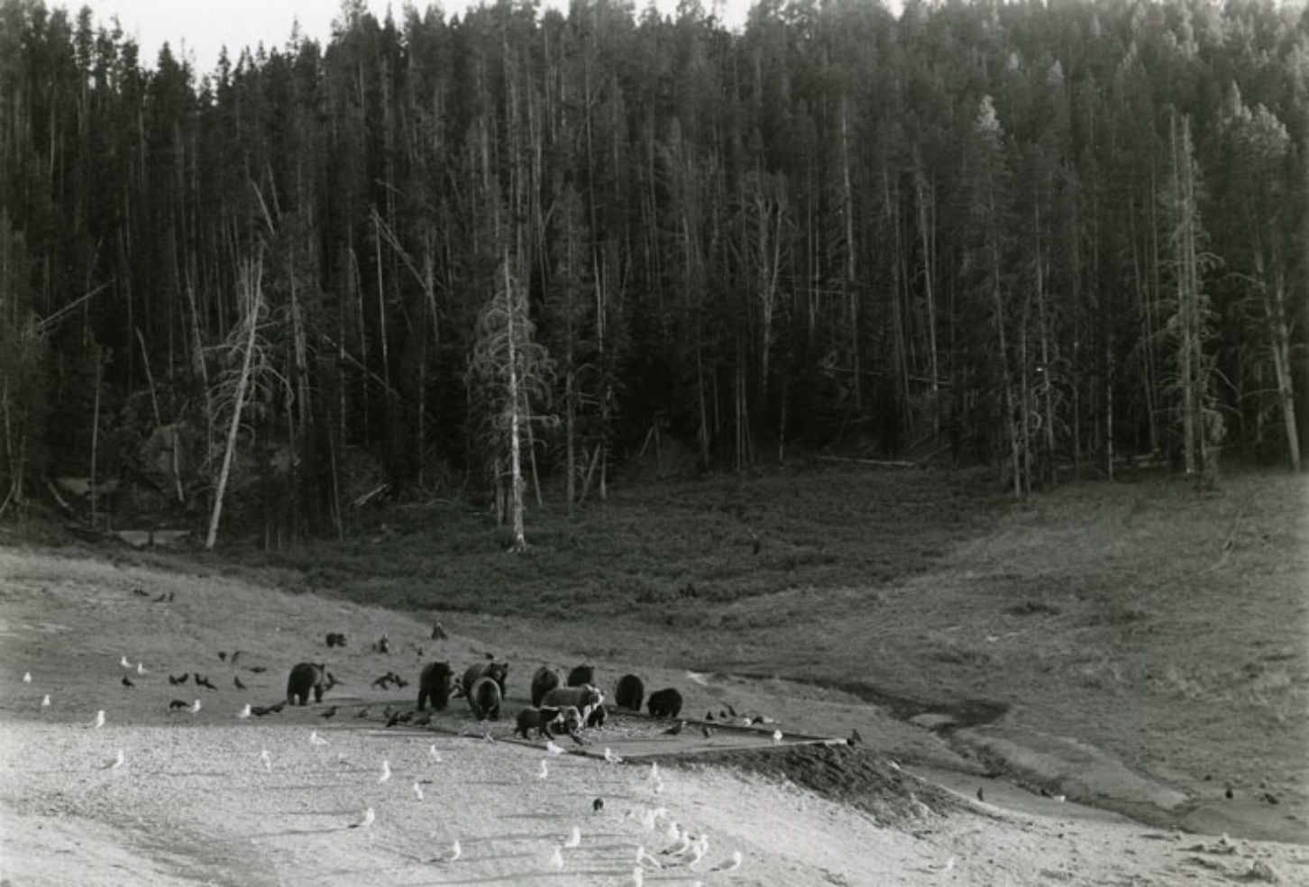 Grizzly bears, feeding grand, Canyon Park, Yellowstone National Park, Wyoming