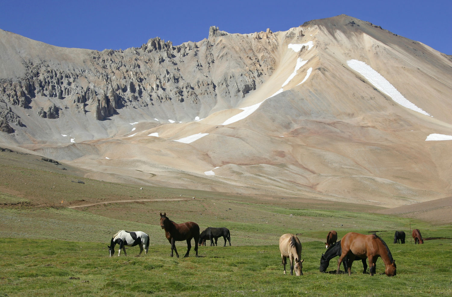 horses, Andes, Mendoza, Argentina