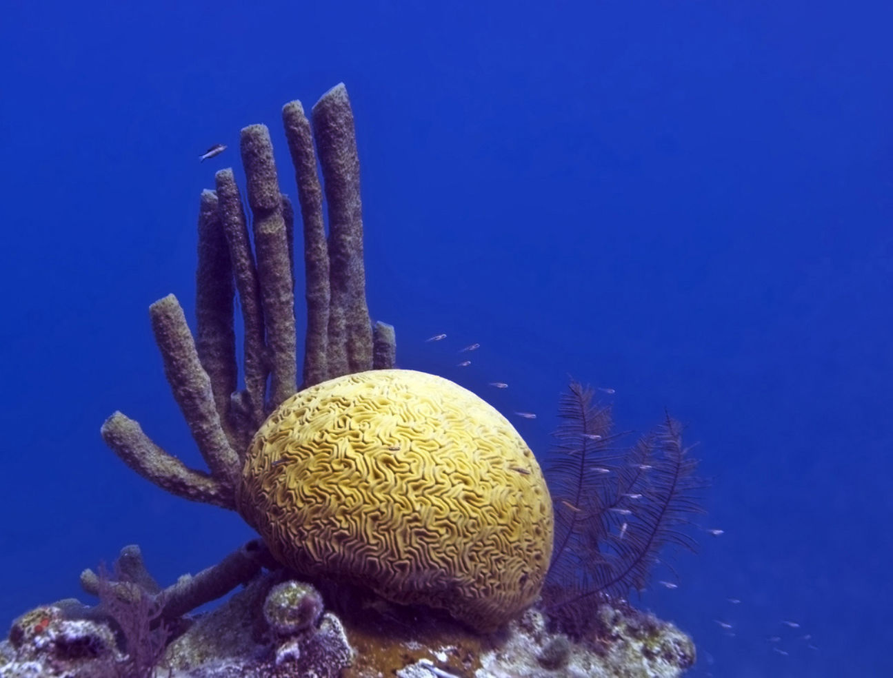 Belize