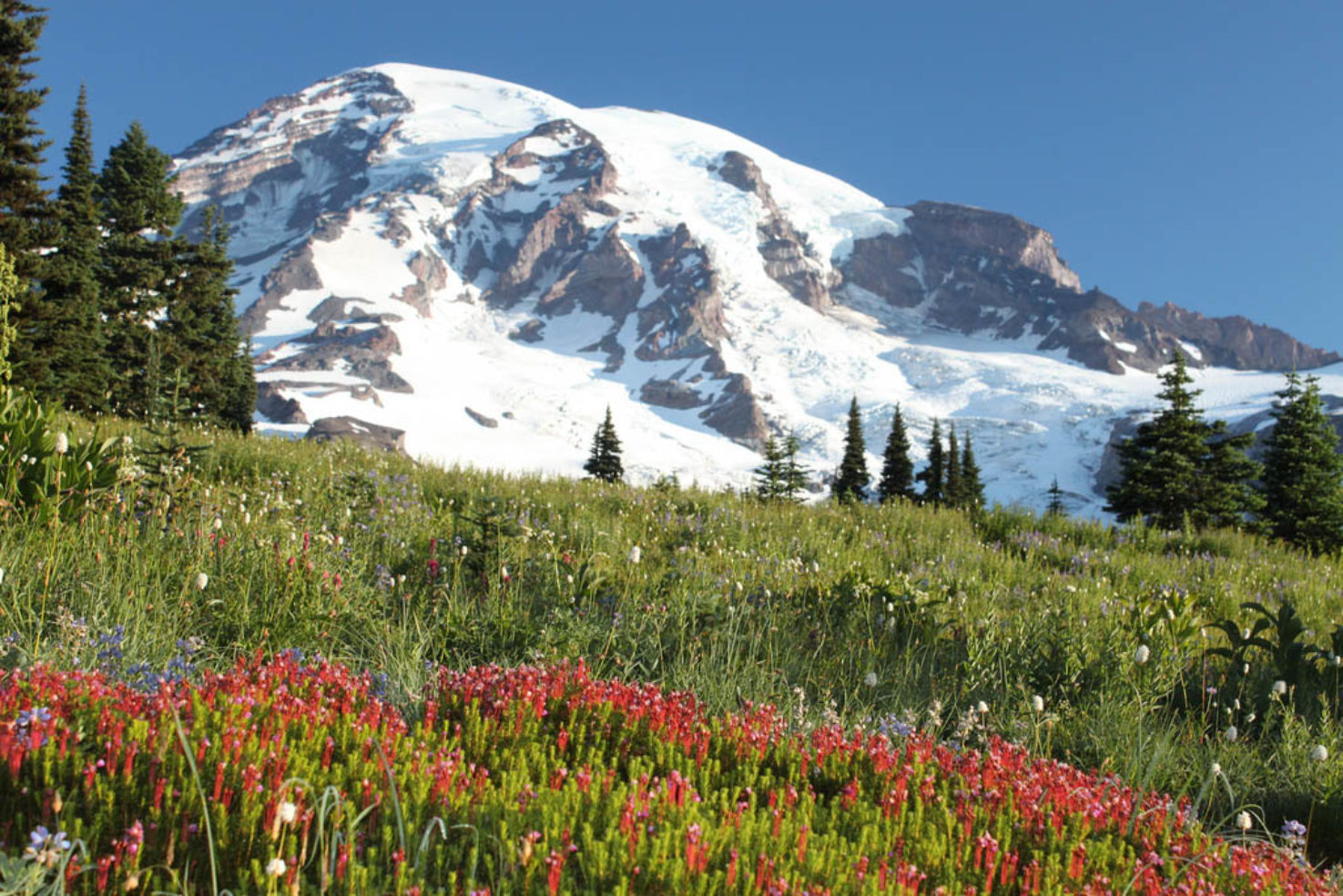 Mount Rainer National Park