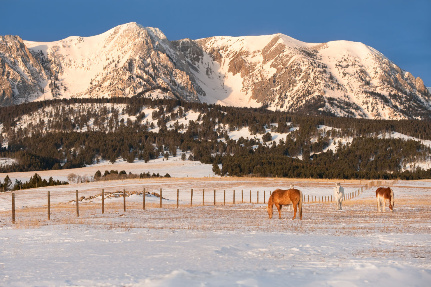 Bozeman Mountains