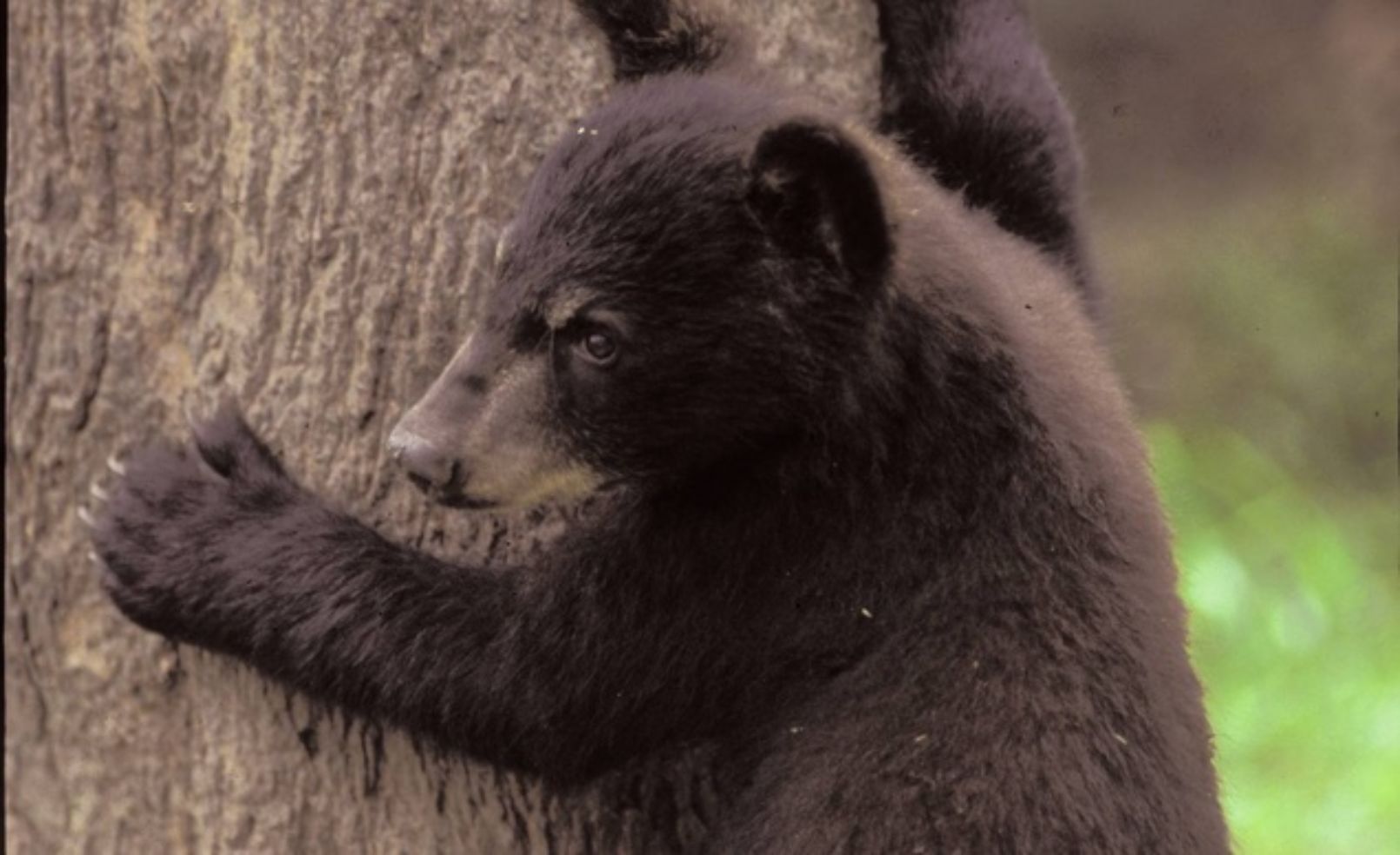 Smoky Mountains Bears