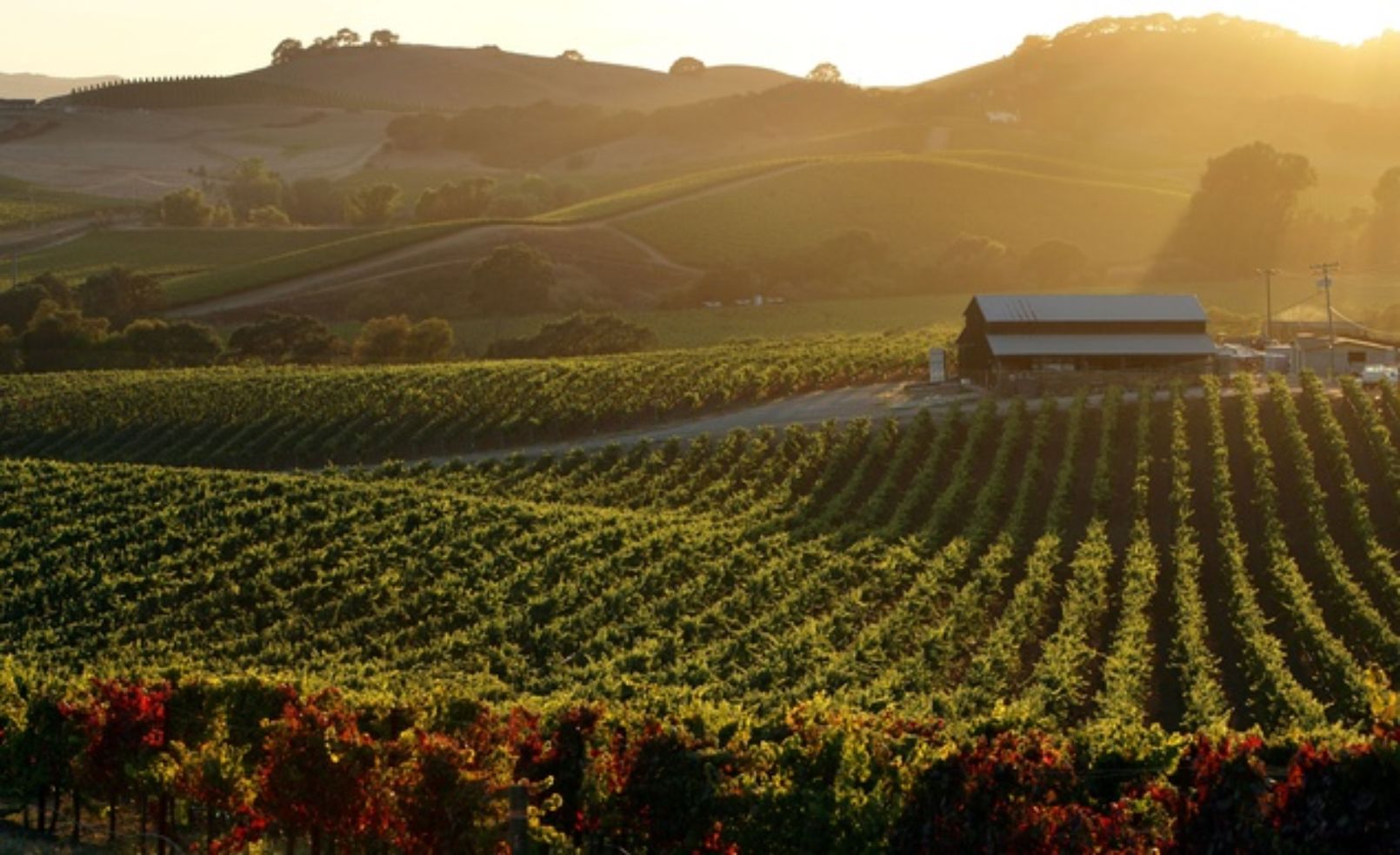 Sonoma