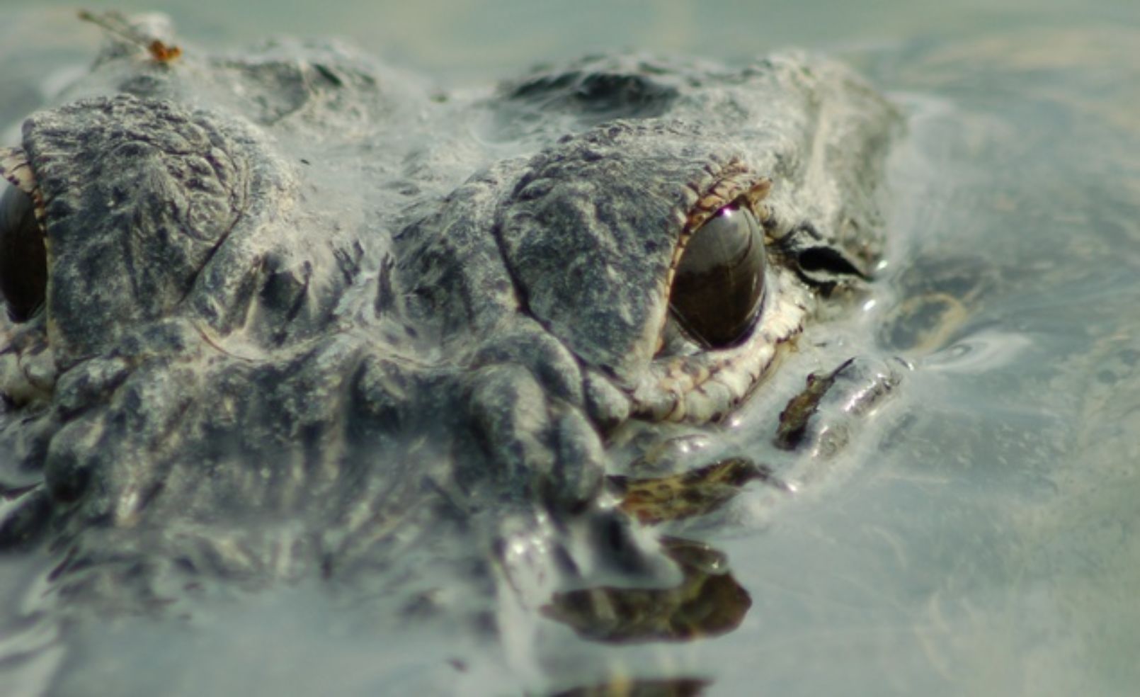 Everglades NP