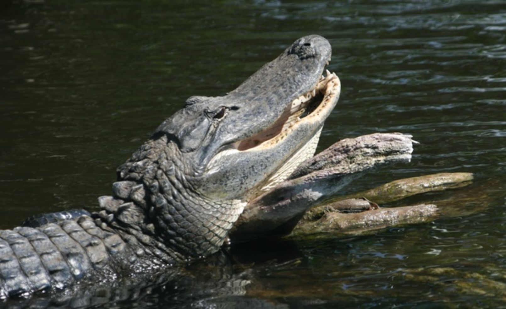 Everglades NP