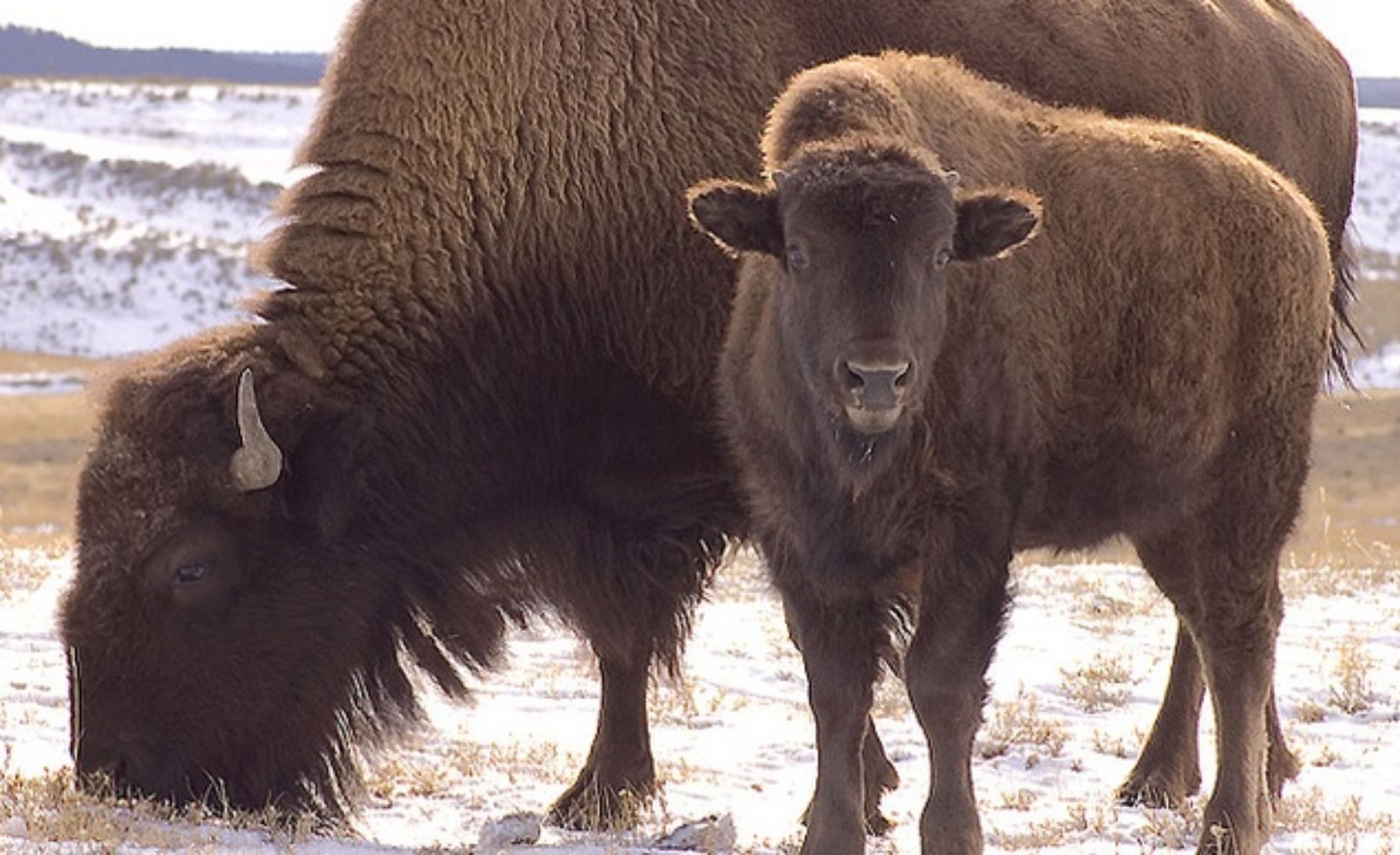 Yellowstone