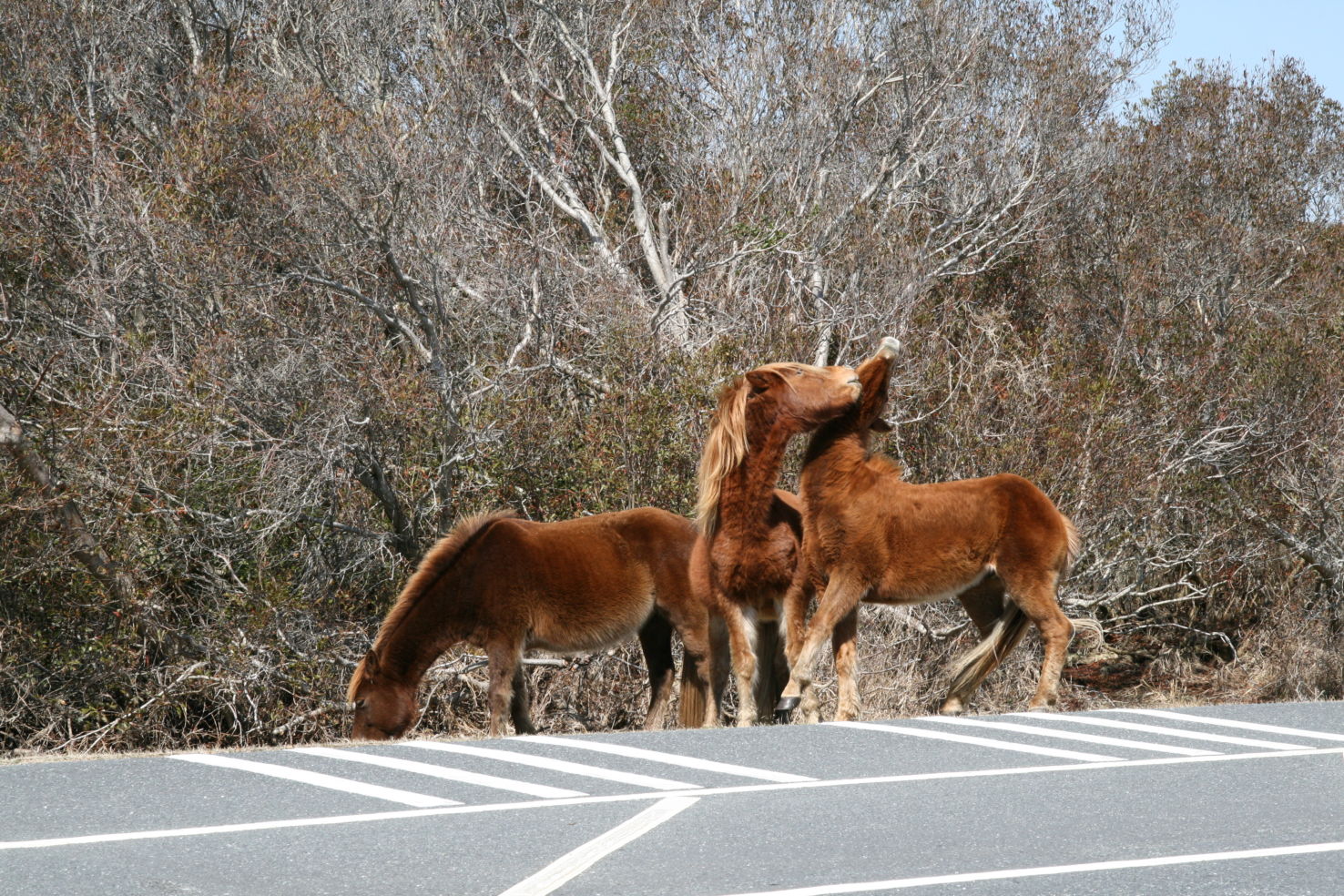 Assateague Island