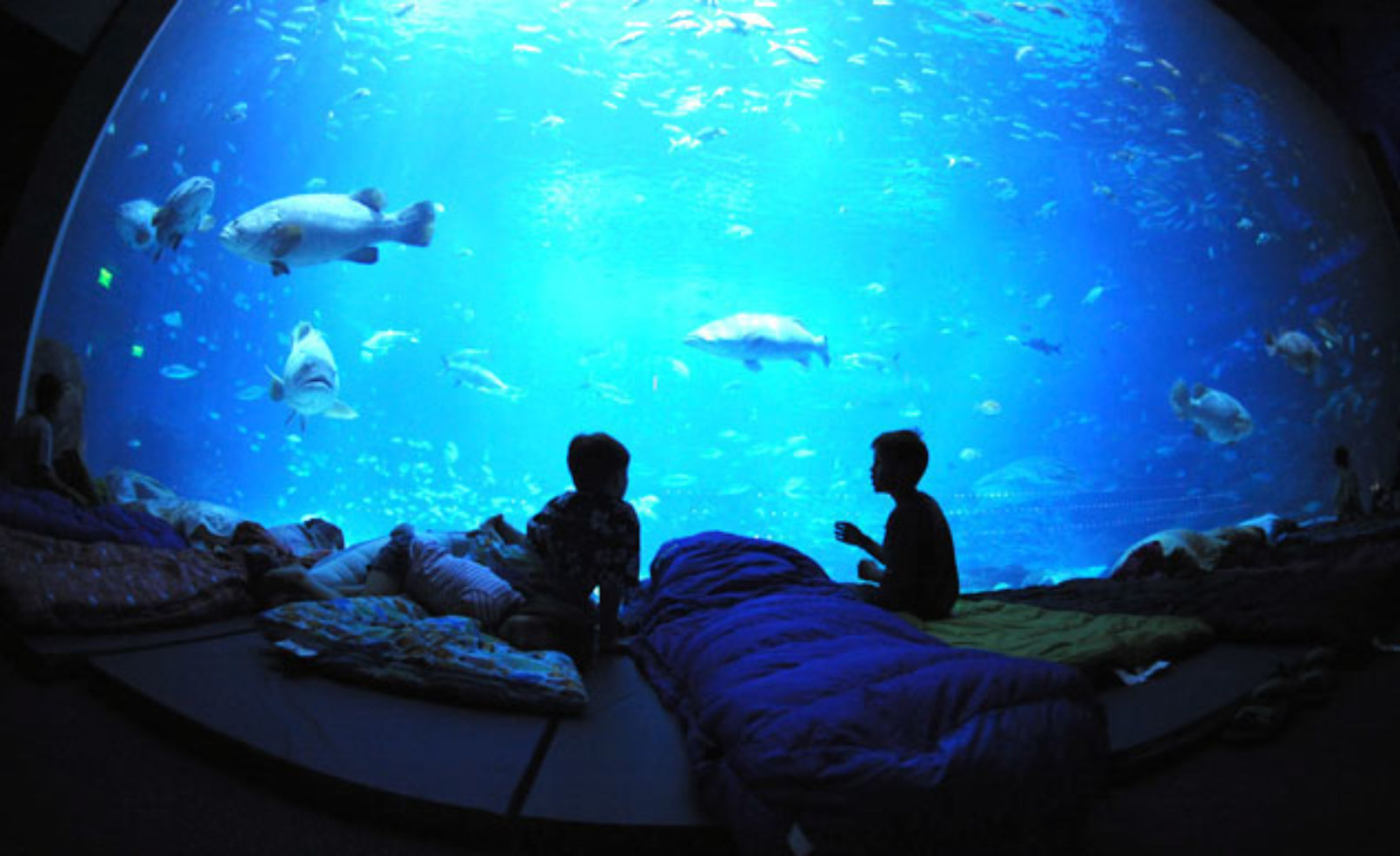 Georgia Aquarium