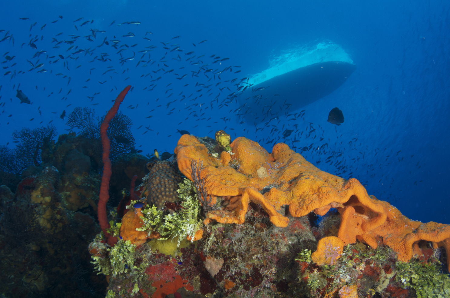 Divetech
