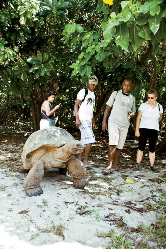 Cousin Island Wildlife