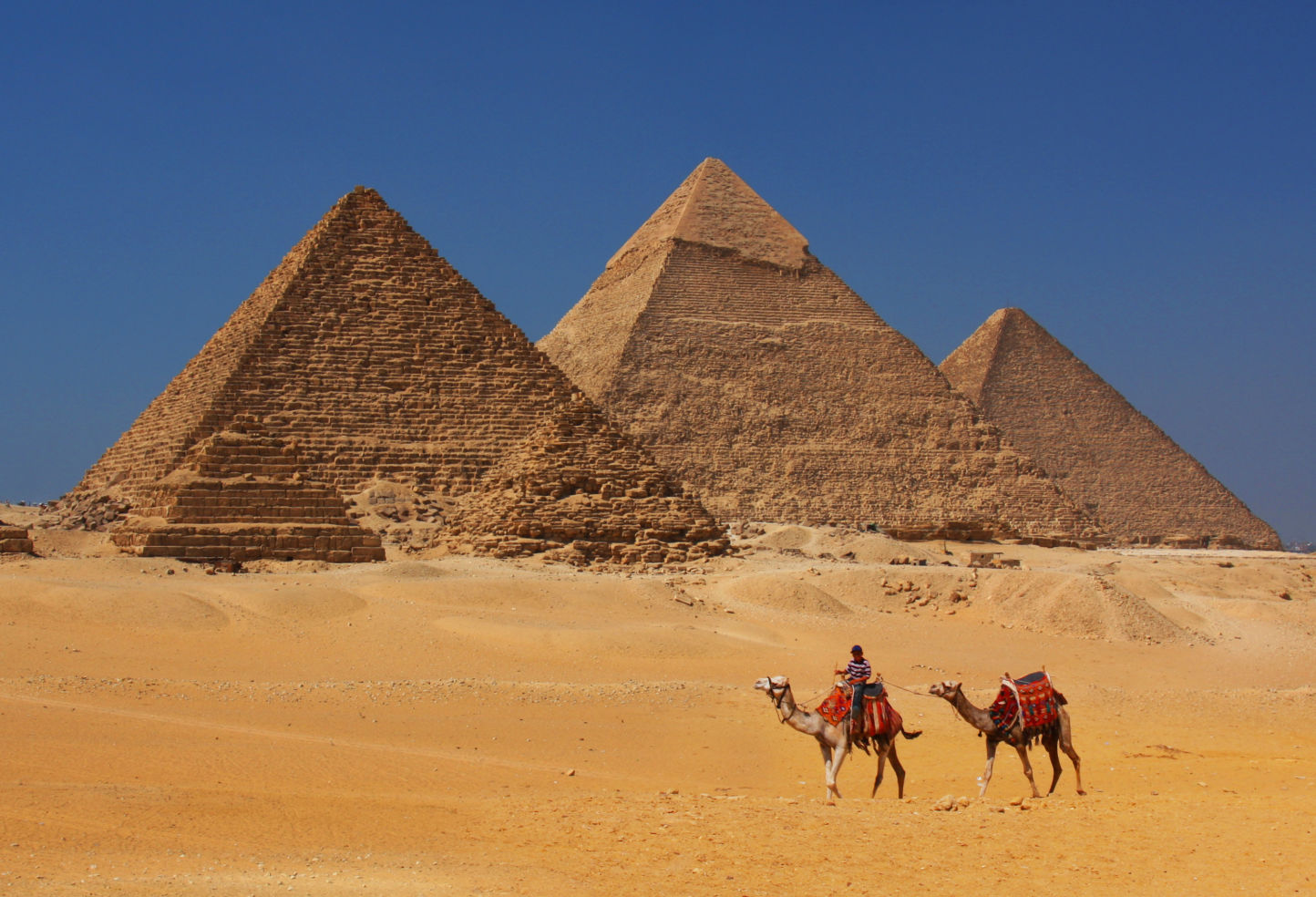 Camels trek in front of the Pyramids in Egypt