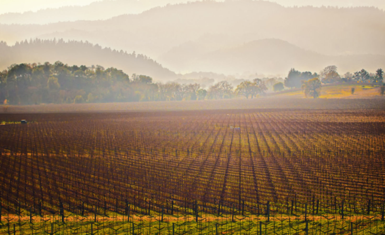 Napa Vineyard