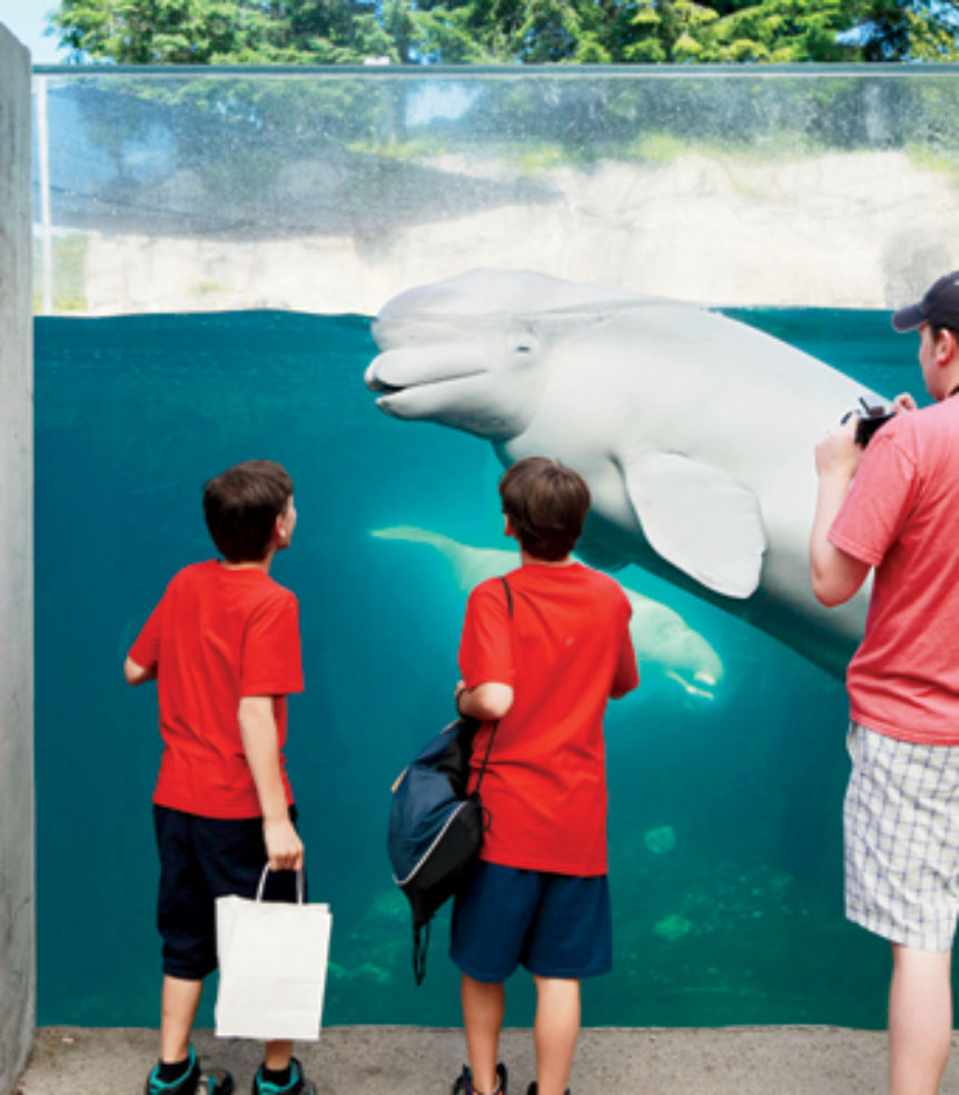 Beluga whales