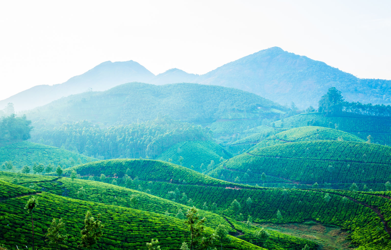 tea plantations, Kerala, India