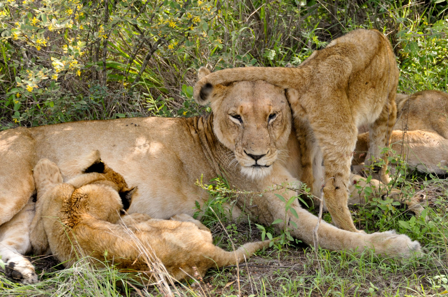 Kruger National Park, South Africa