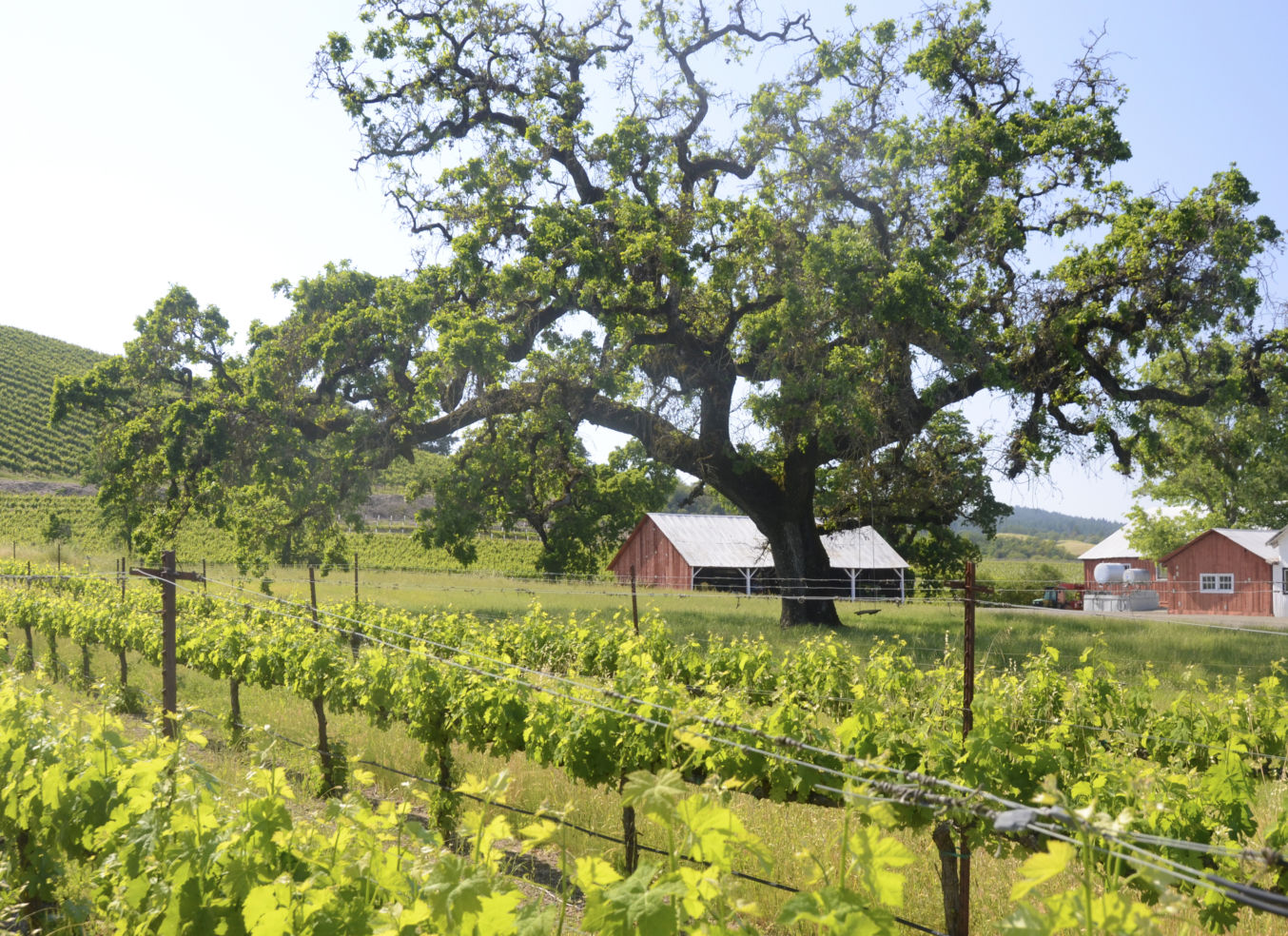 Vineyards, Russian River, Healdsburg California in Sonoma County, CA