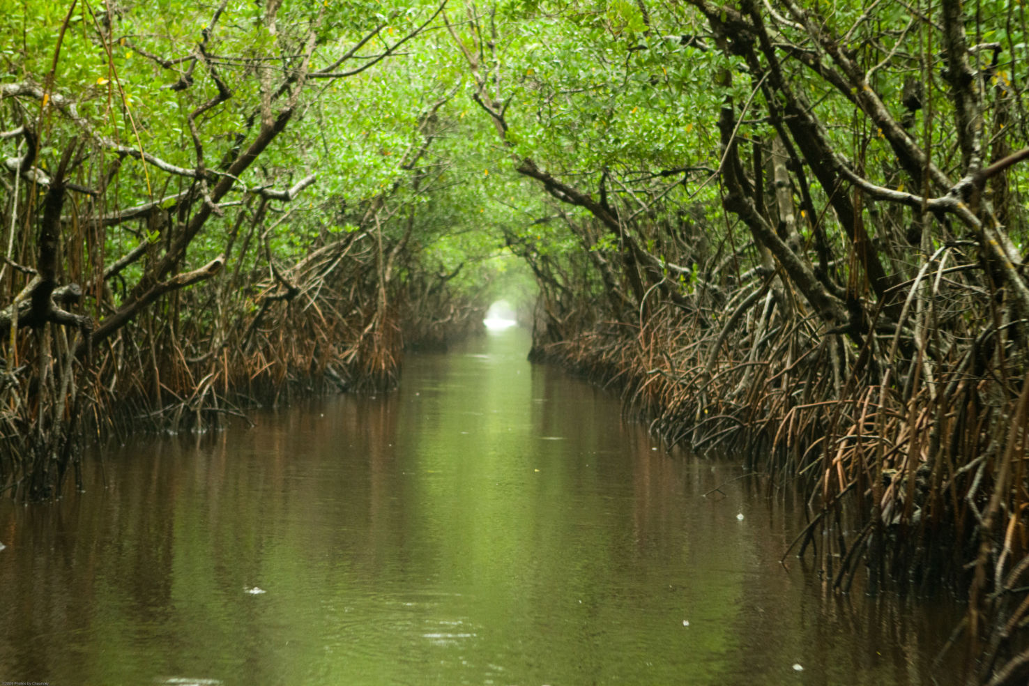 Everglades