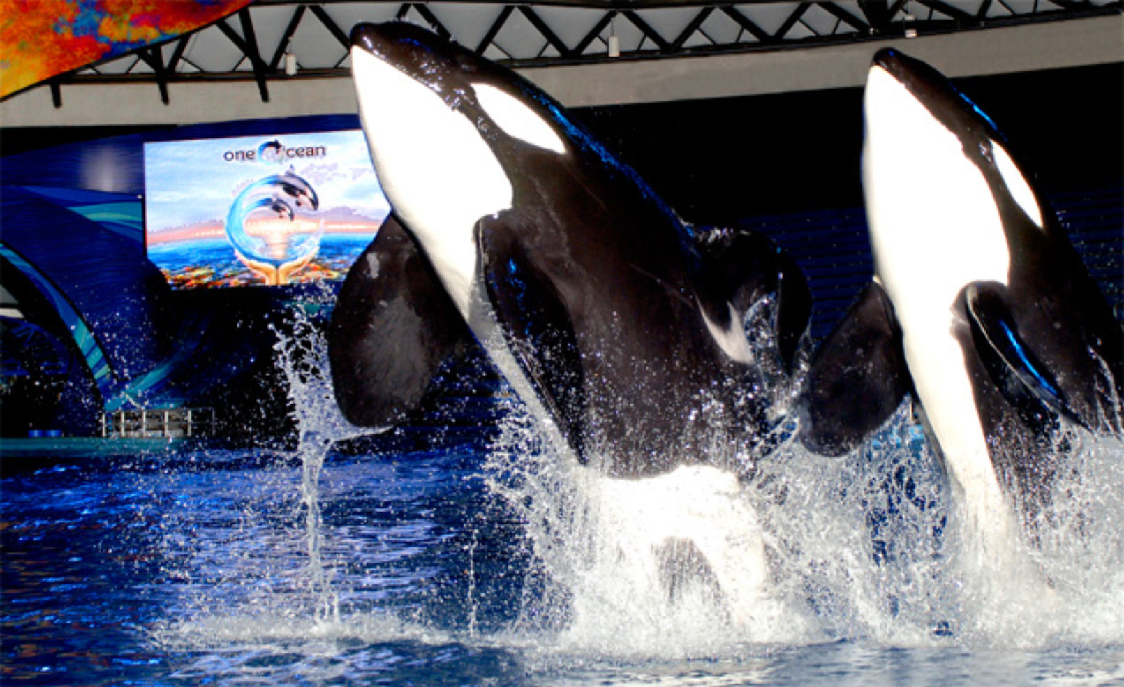 Shamu