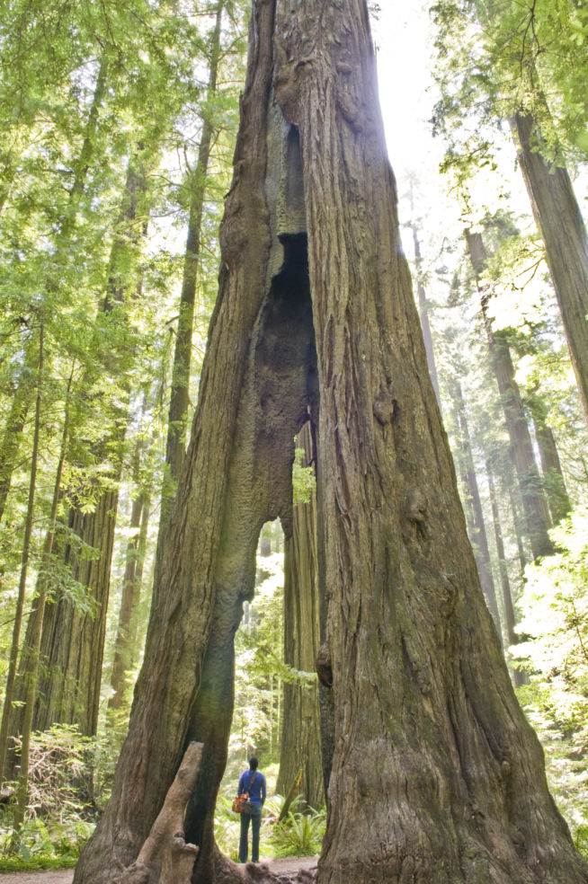 Founders' Grove in California