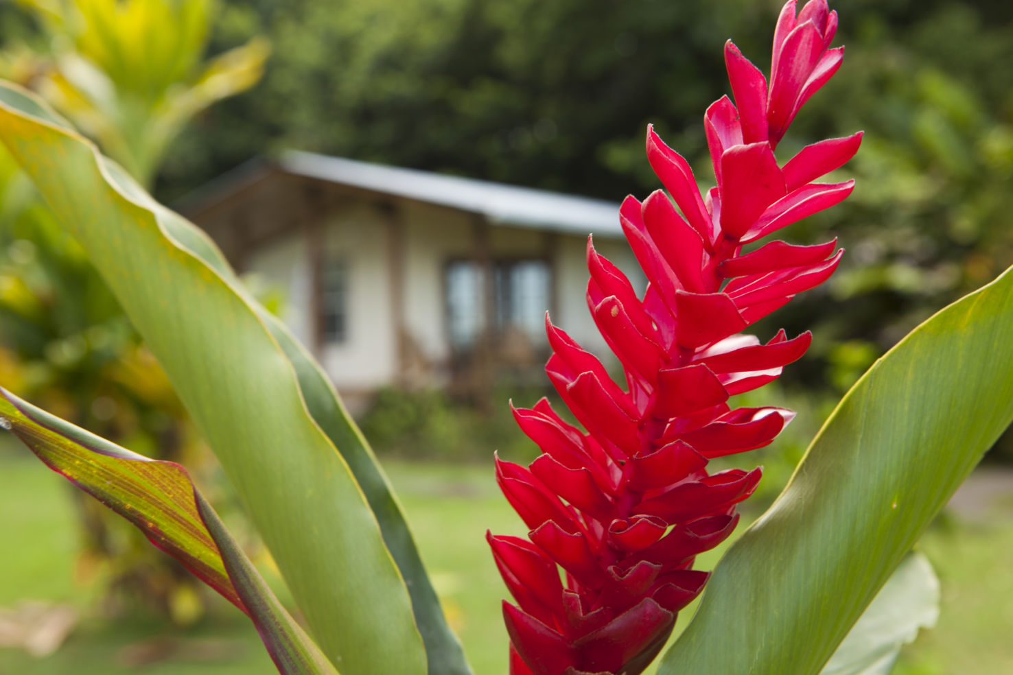 panama, bocas del toro, central america, caribbean, archipelago