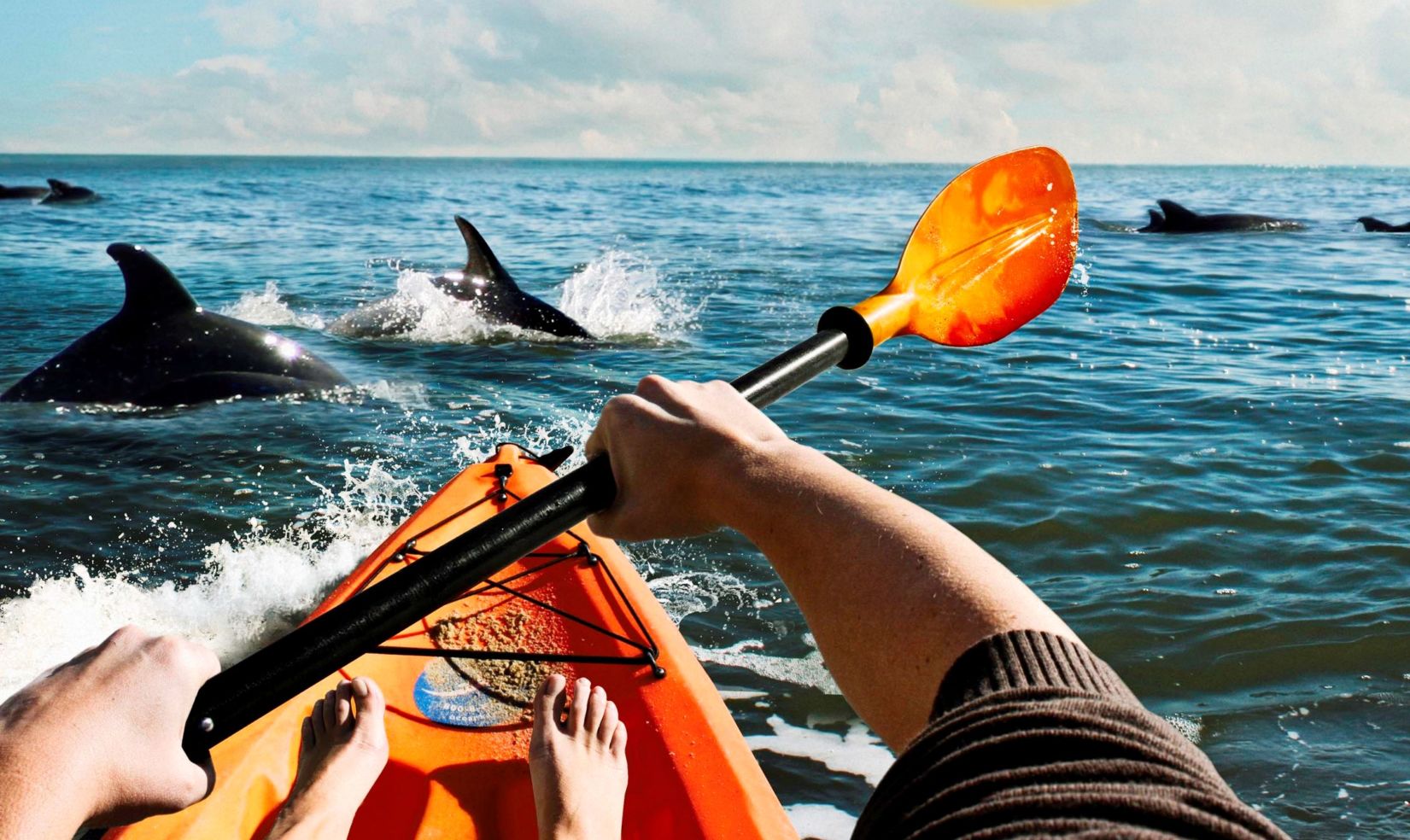 Kayaking with dolphins, Virginia Beach