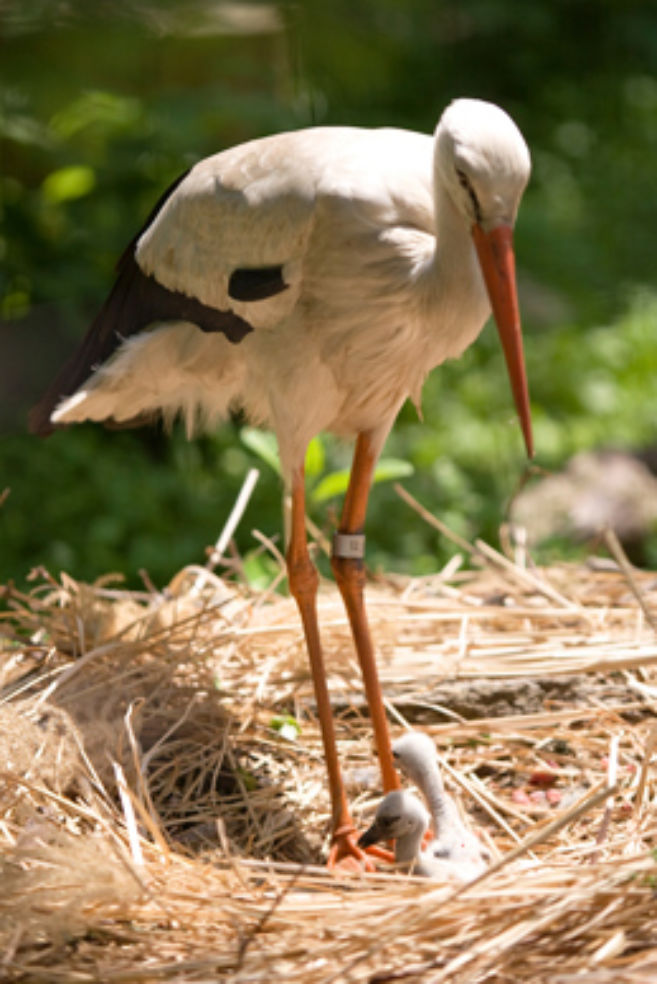 Zoo Babies 2010 | Budget Travel