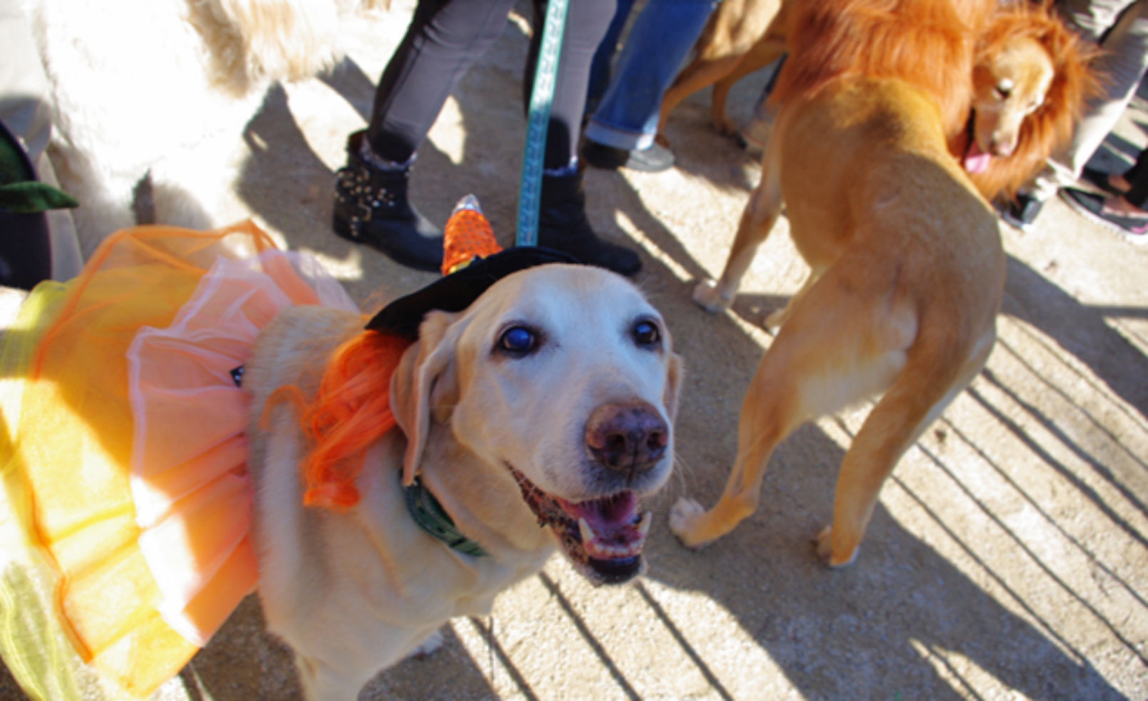 See the Halloween DOG Parade! Budget Travel