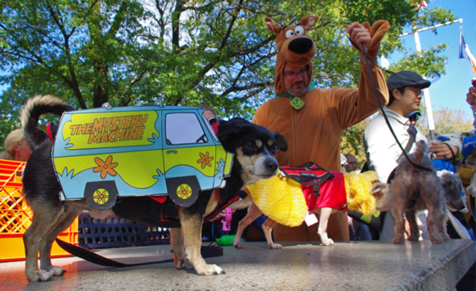 See the Halloween DOG Parade! | Budget Travel