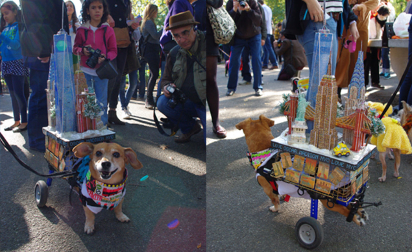 See the Halloween DOG Parade! | Budget Travel