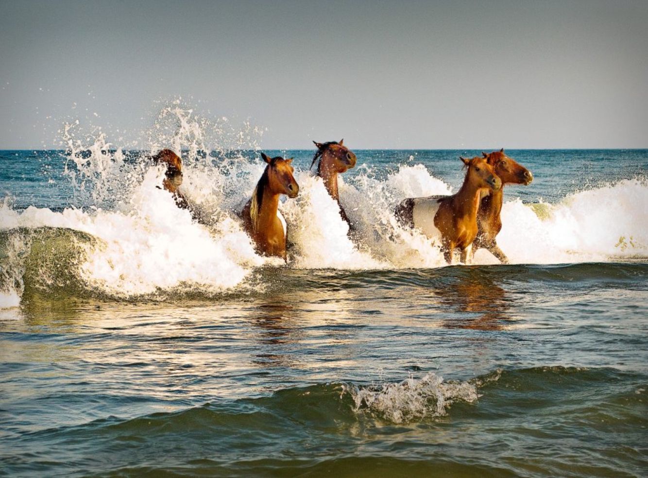 Ponies running through nearby waters