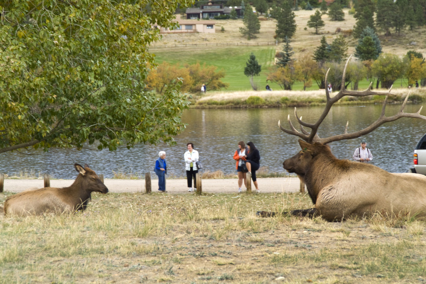 Autumn in Estes Park is known for elk sightings