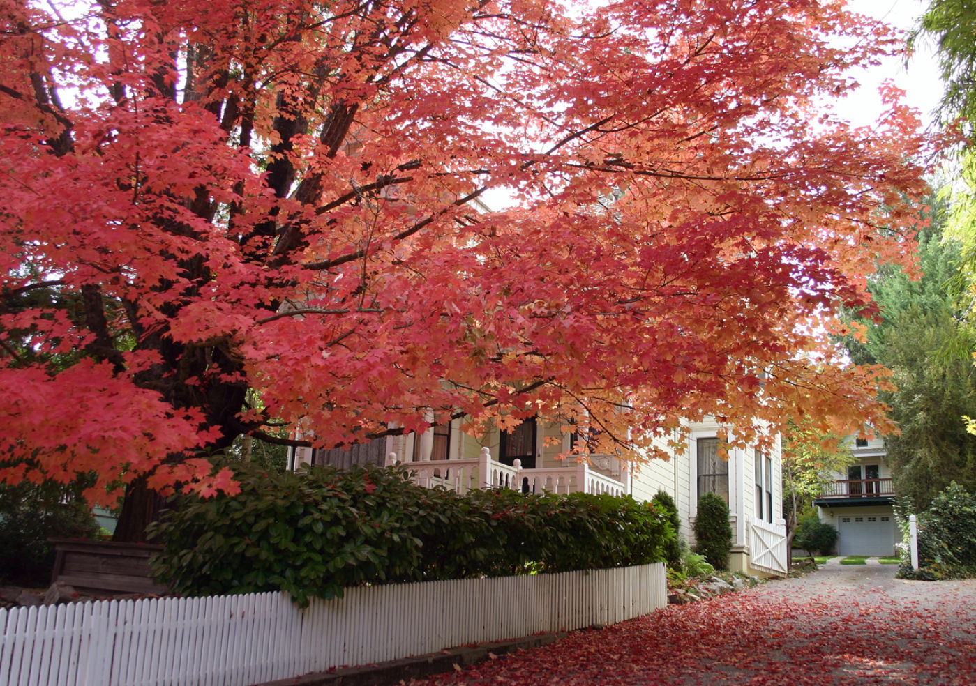 Downtown Nevada City is one of California’s best areas to view autumn foliage.