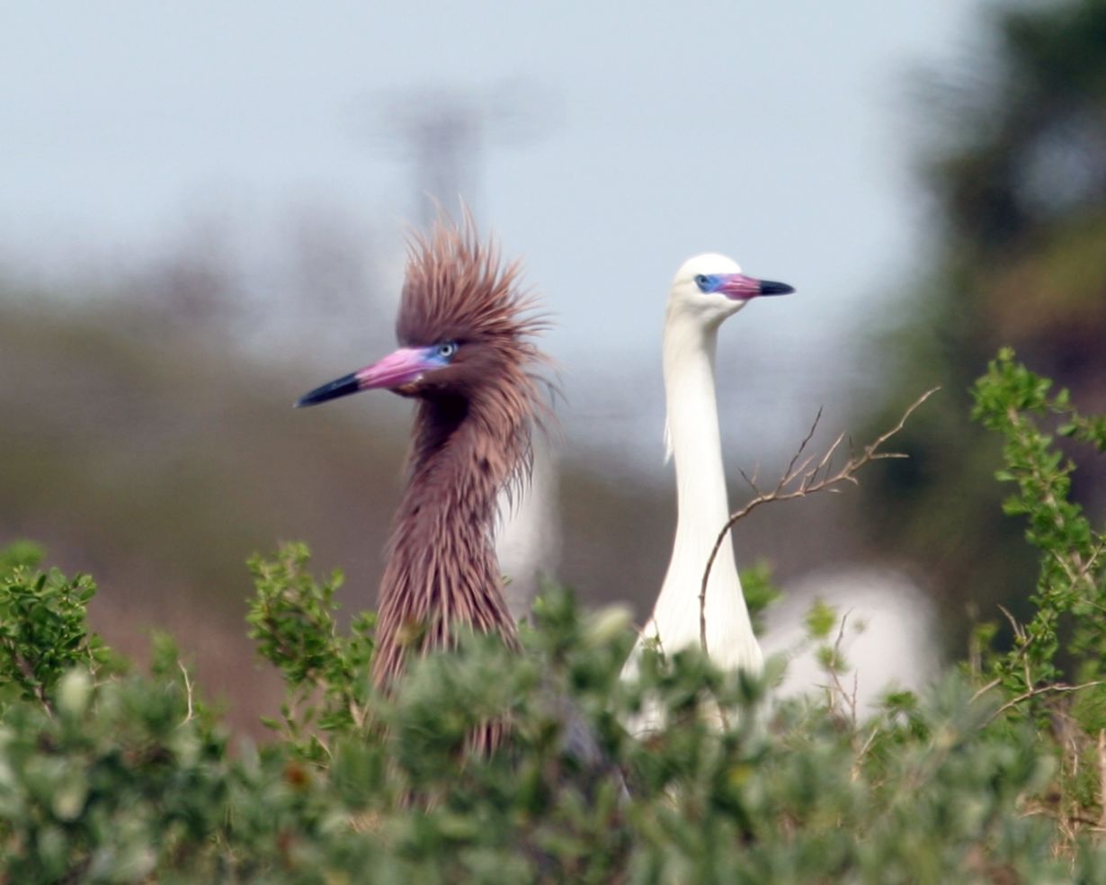 Birding in Rockport-Fulton is phenomenal