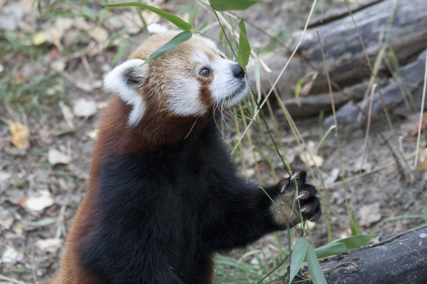 ZooMontana, Red Panda, Billings, Montana