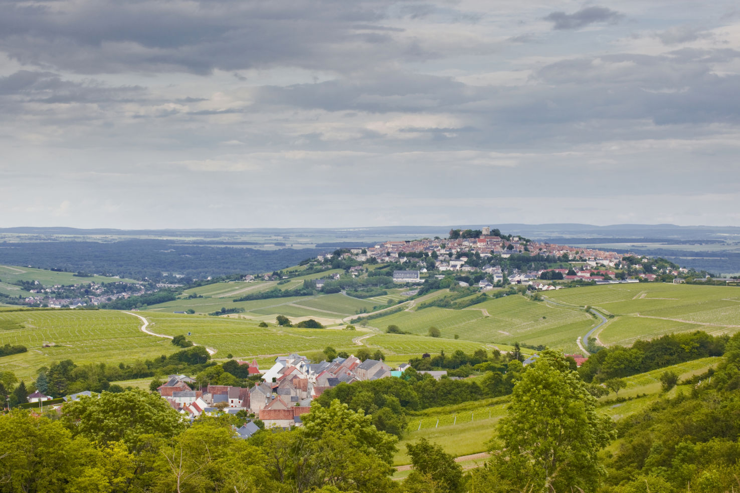 vineyards, Sancerr, Loire Valley, France
