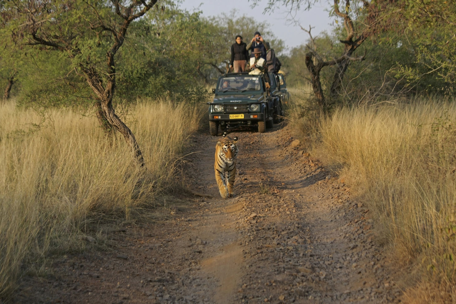 Ranthambore