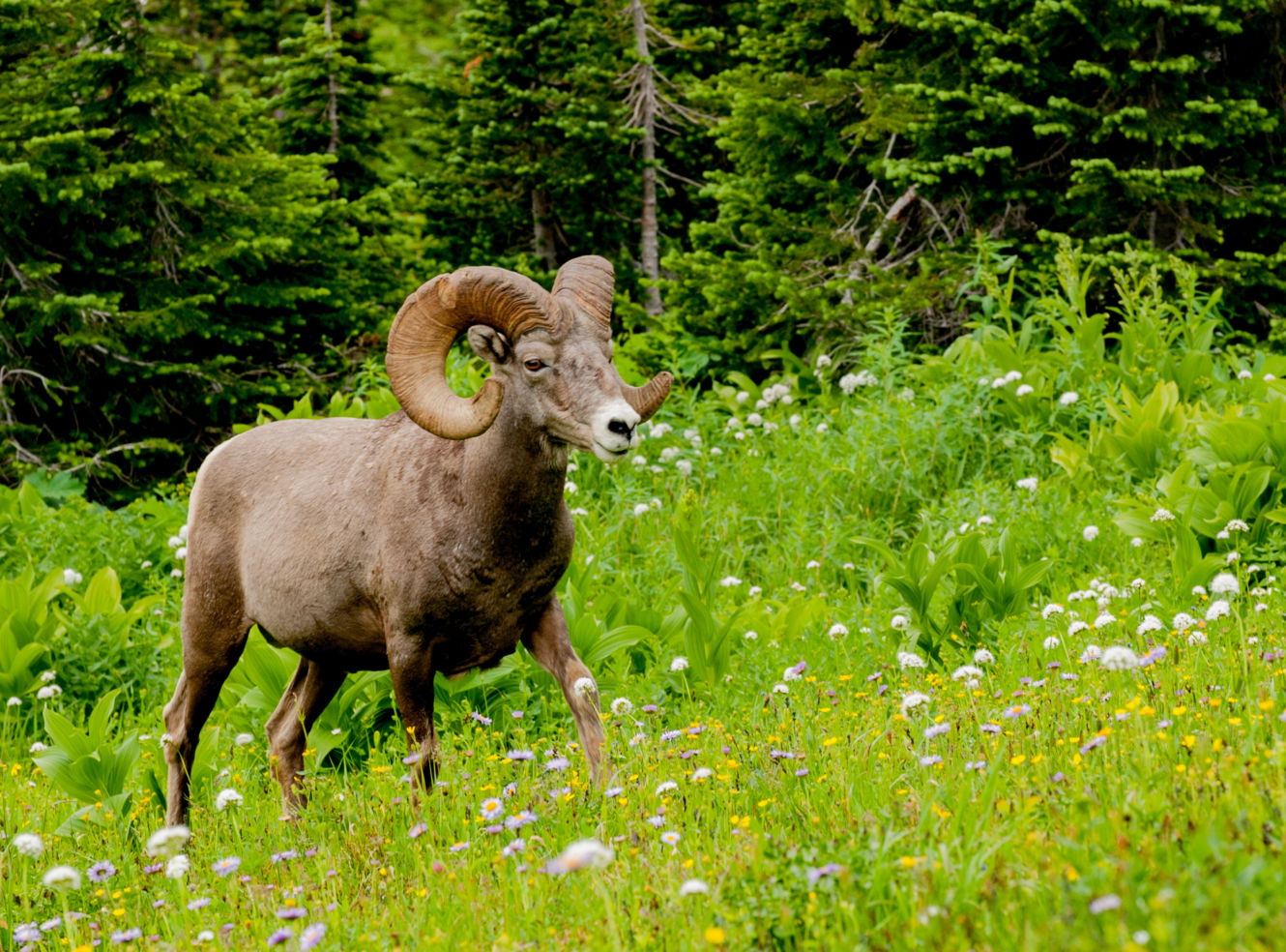 Bighorn sheep at Logan Pass, Glacier National Park