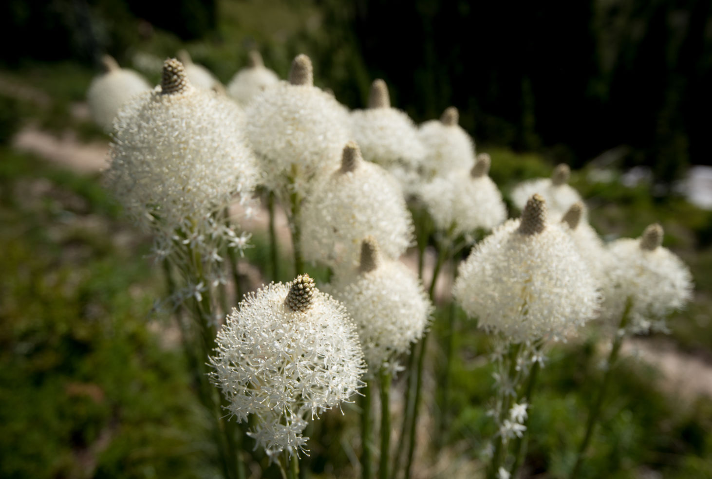 Beargrass, Glacier National Park