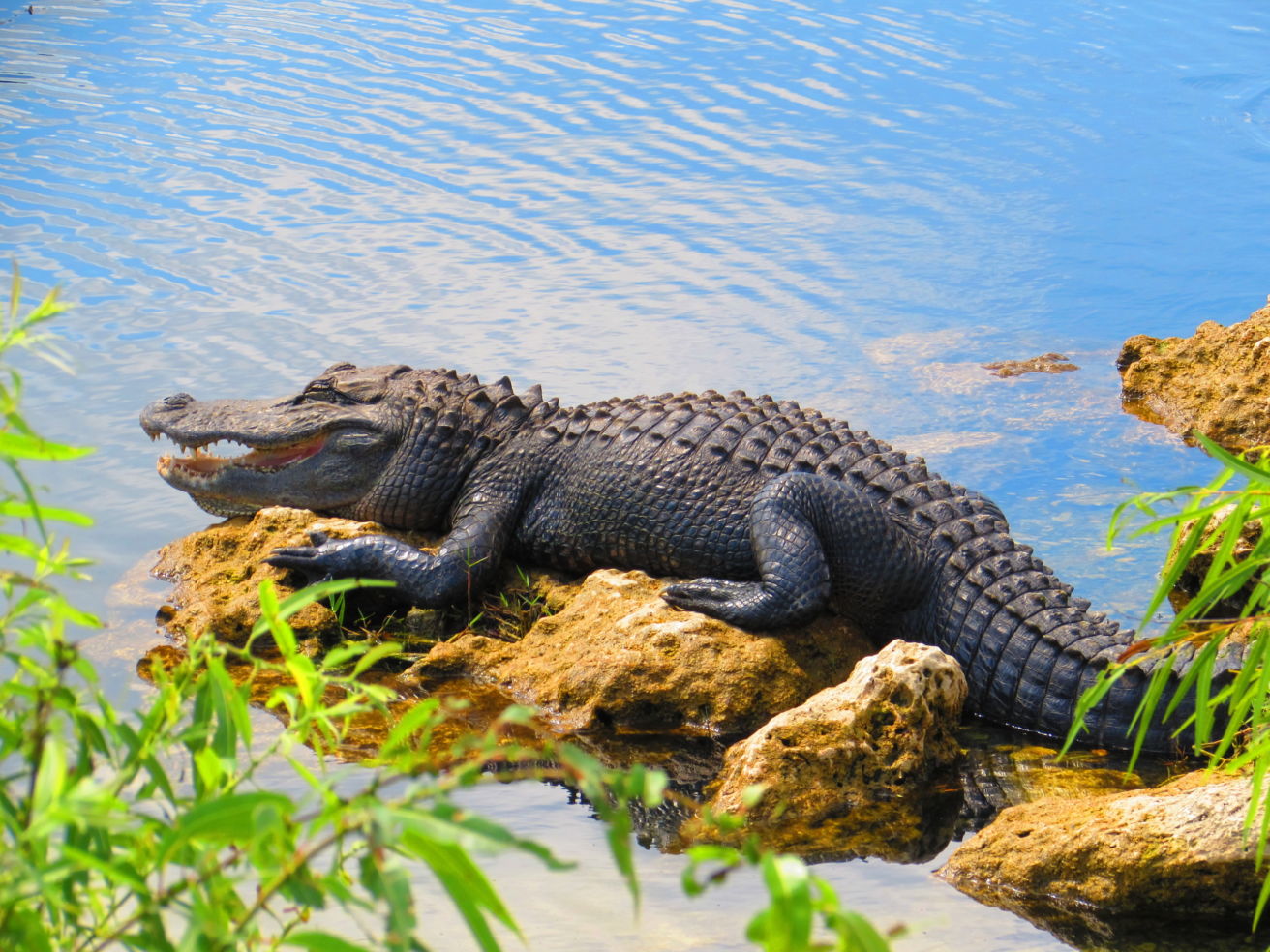Everglades NP
