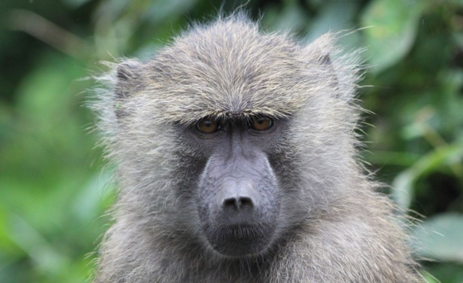 Baboon in Tanzania